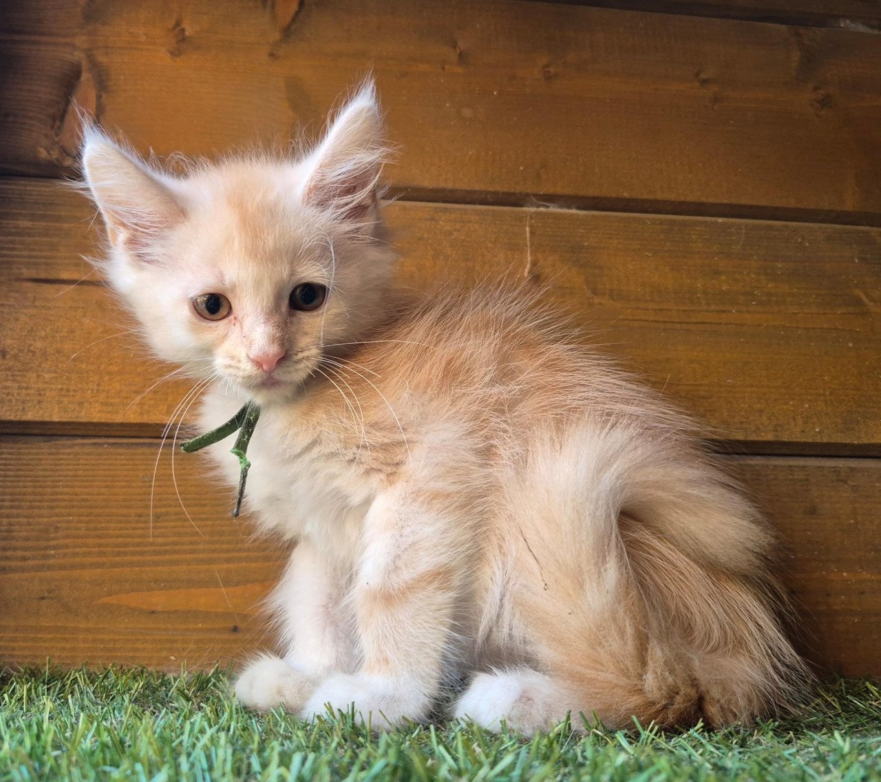 Maine coon kittens