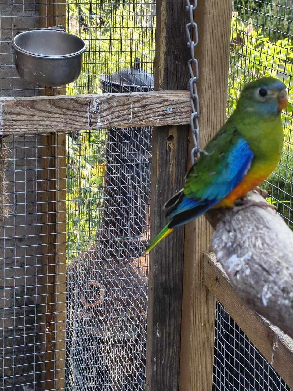 Turquoisines