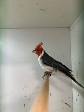 1-1 roodkuif kardinaal