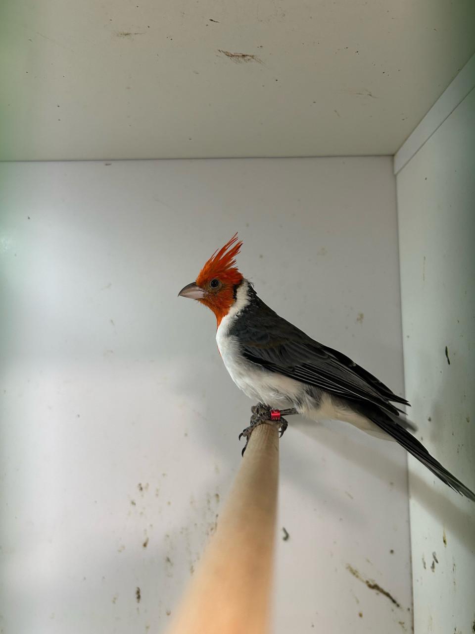 1-1 roodkuif kardinaal