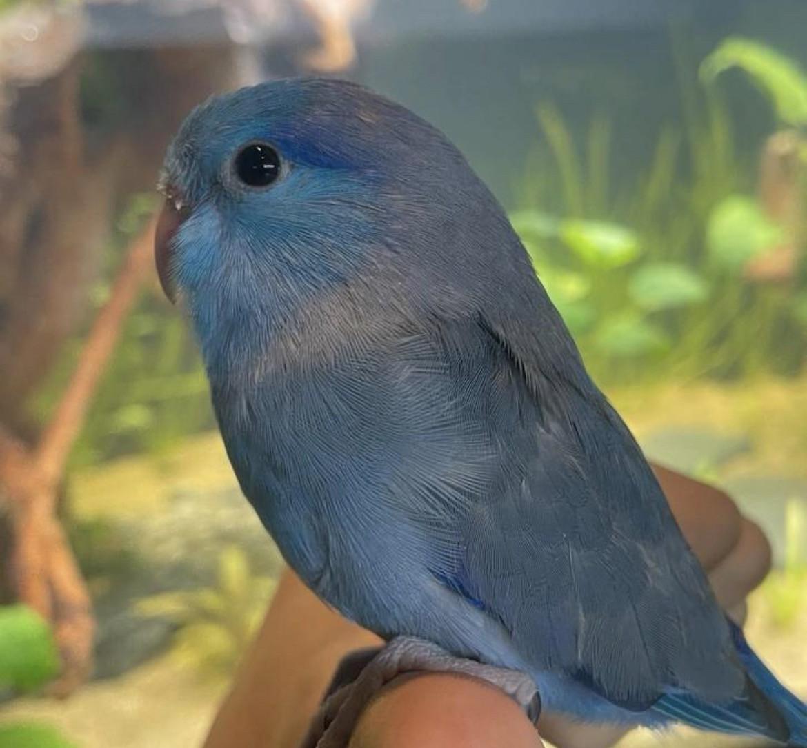 Jong tam Forpus mannetje.