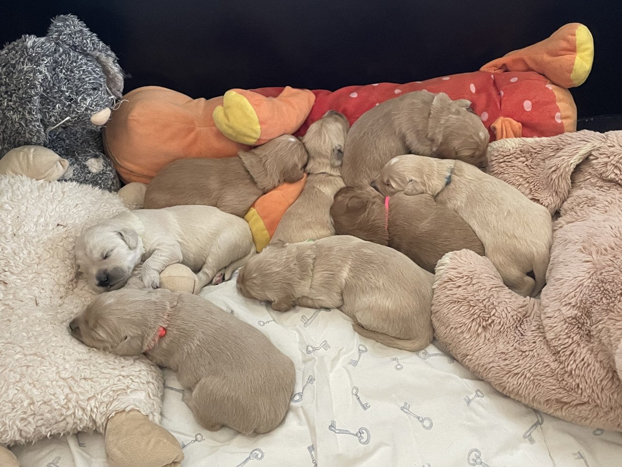 Mooie pups Golden retriever x Labradoodle