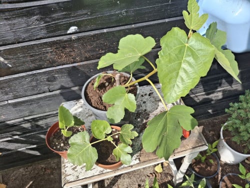 Vijgenplant