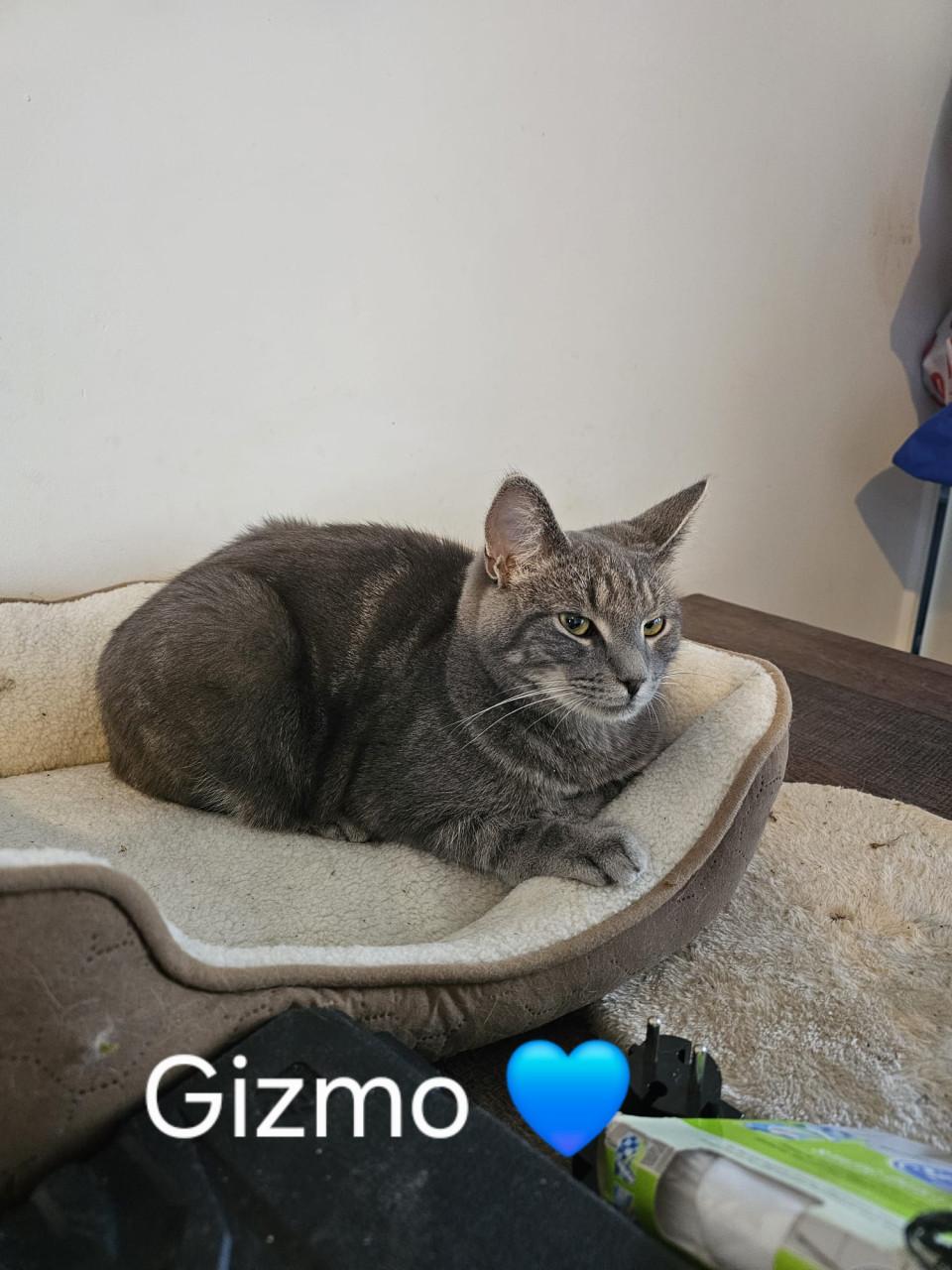 Katten/kitten adoptie