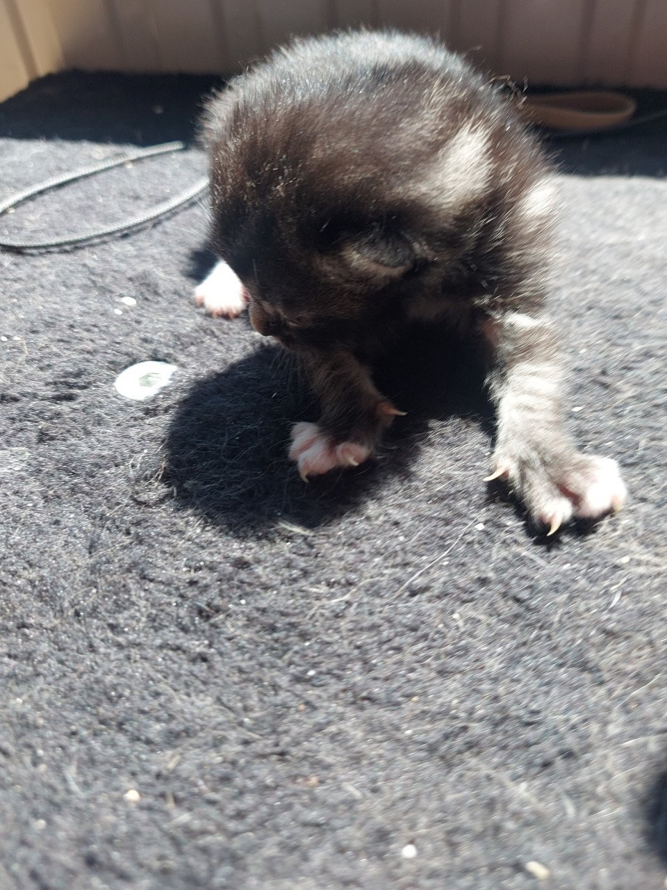 4 kittens 50 euro per kitten