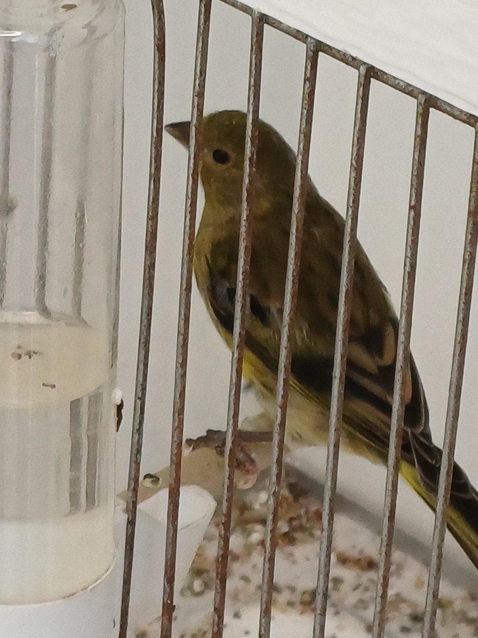Twee bastaard barmsijs/kanarie