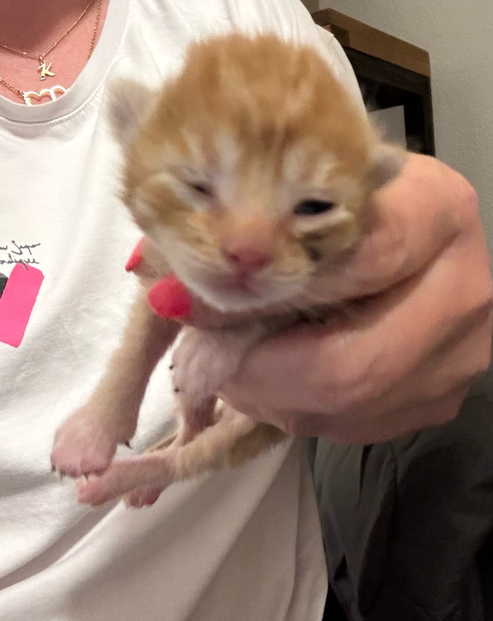 Mooie kittens te koop