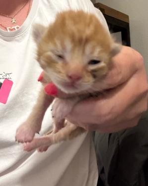 Mooie kittens te koop