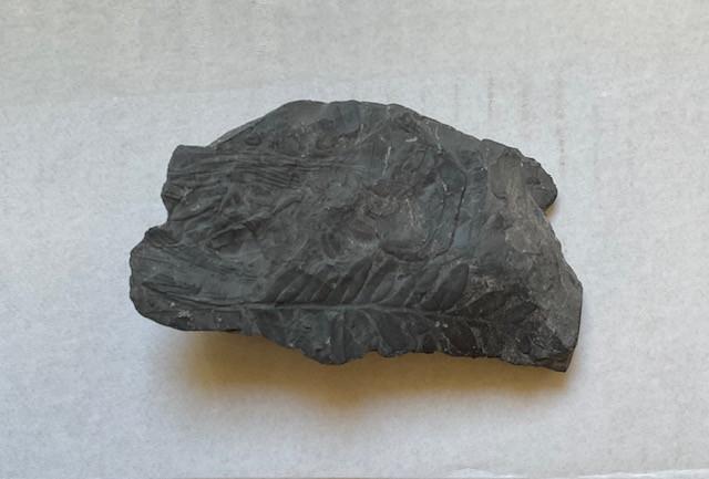 Prehistorische planten Fossiel 15 cm.