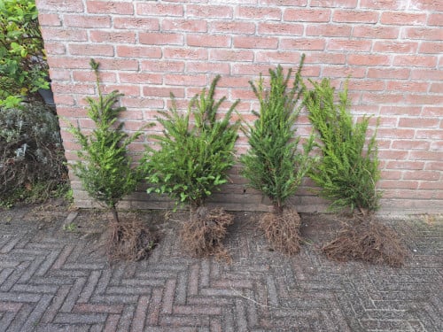 Plantseizoen Taxus voor Uw heg