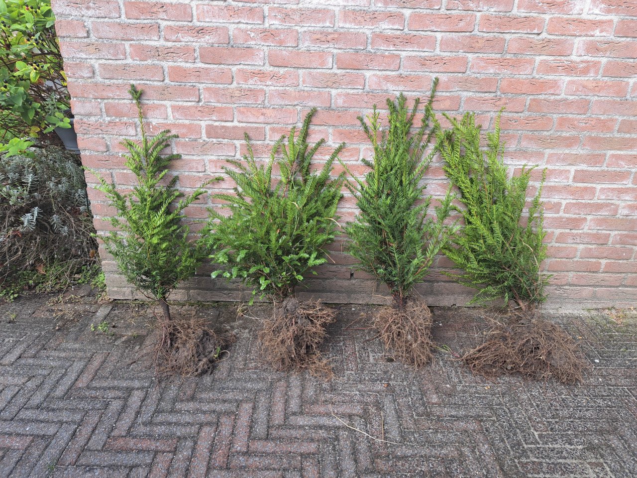 Plantseizoen Taxus voor Uw heg