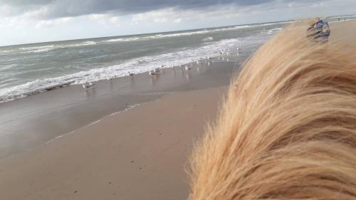 Plek vrij voor paardje