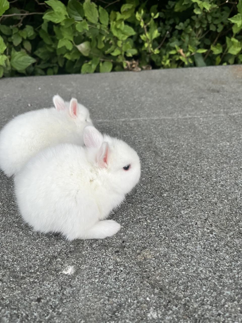 Baby konijnen