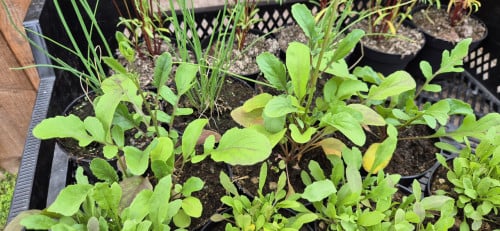 Plantgoed groente, bloemen en fruit.