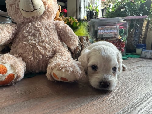 Maltezer puppys