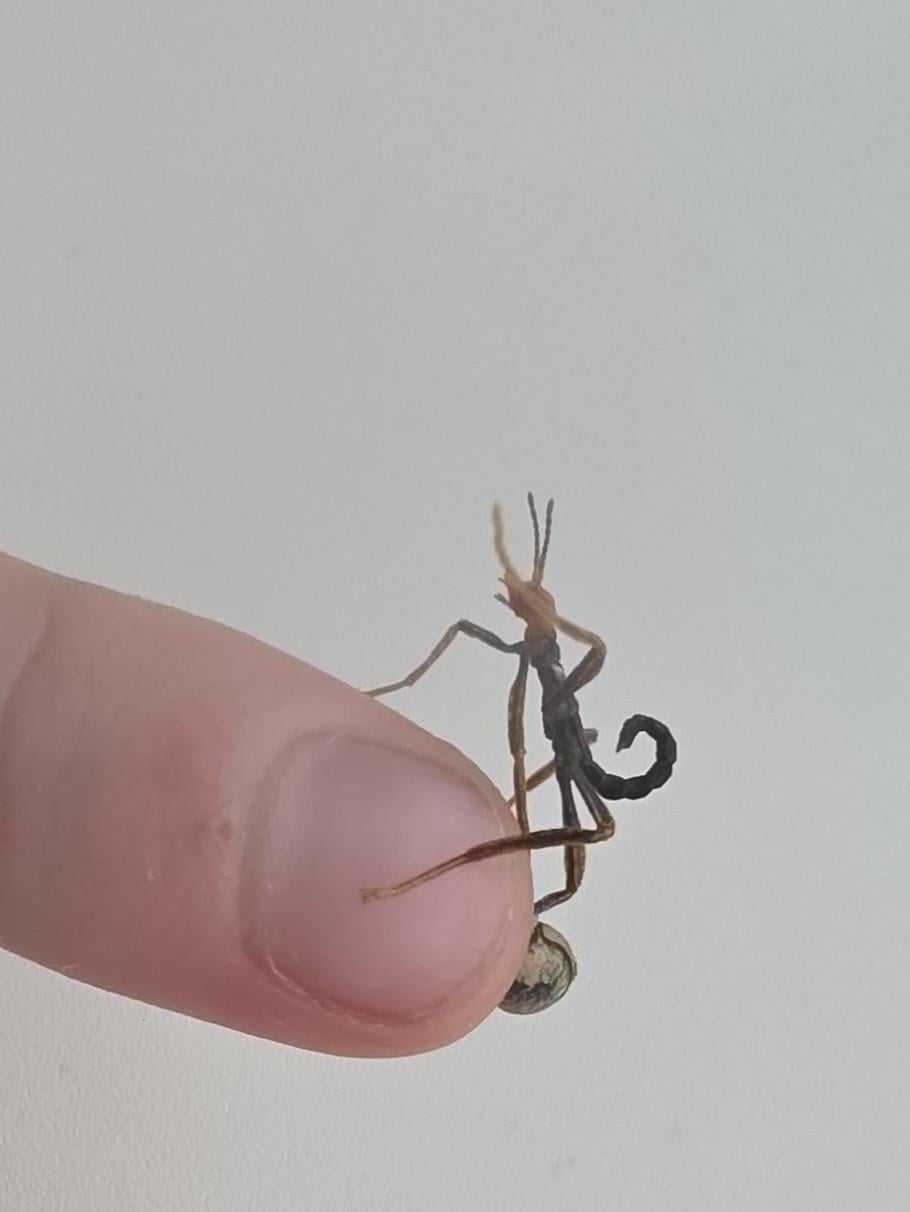 Eitjes en nimfen australische flappentak