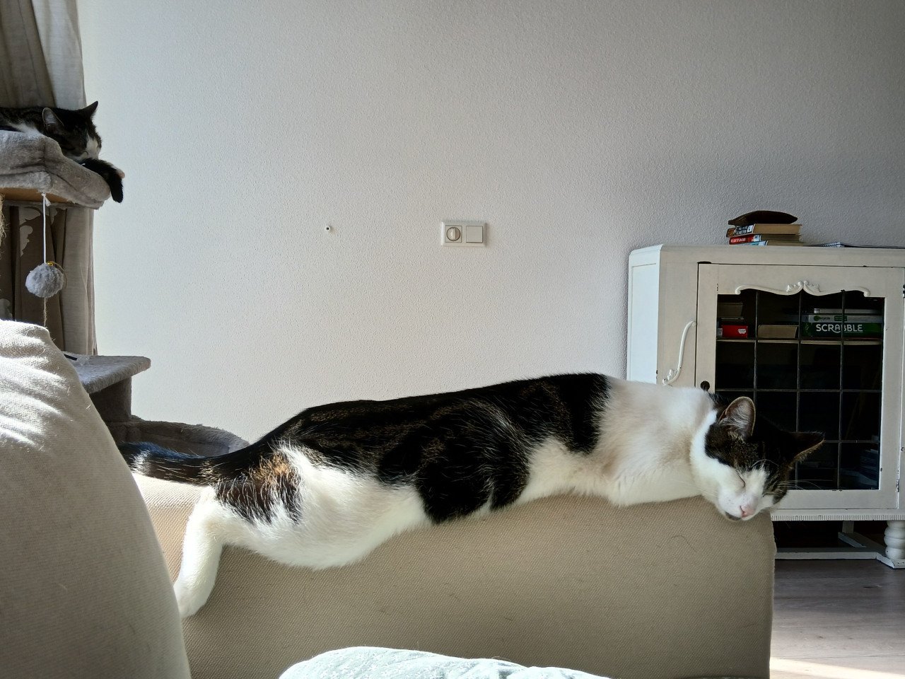 2 katten gecastreerd , gechipped , gevaccineerd , ontwormd