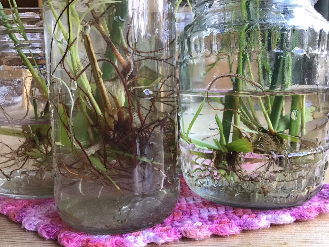Stekjes paraplu plant
