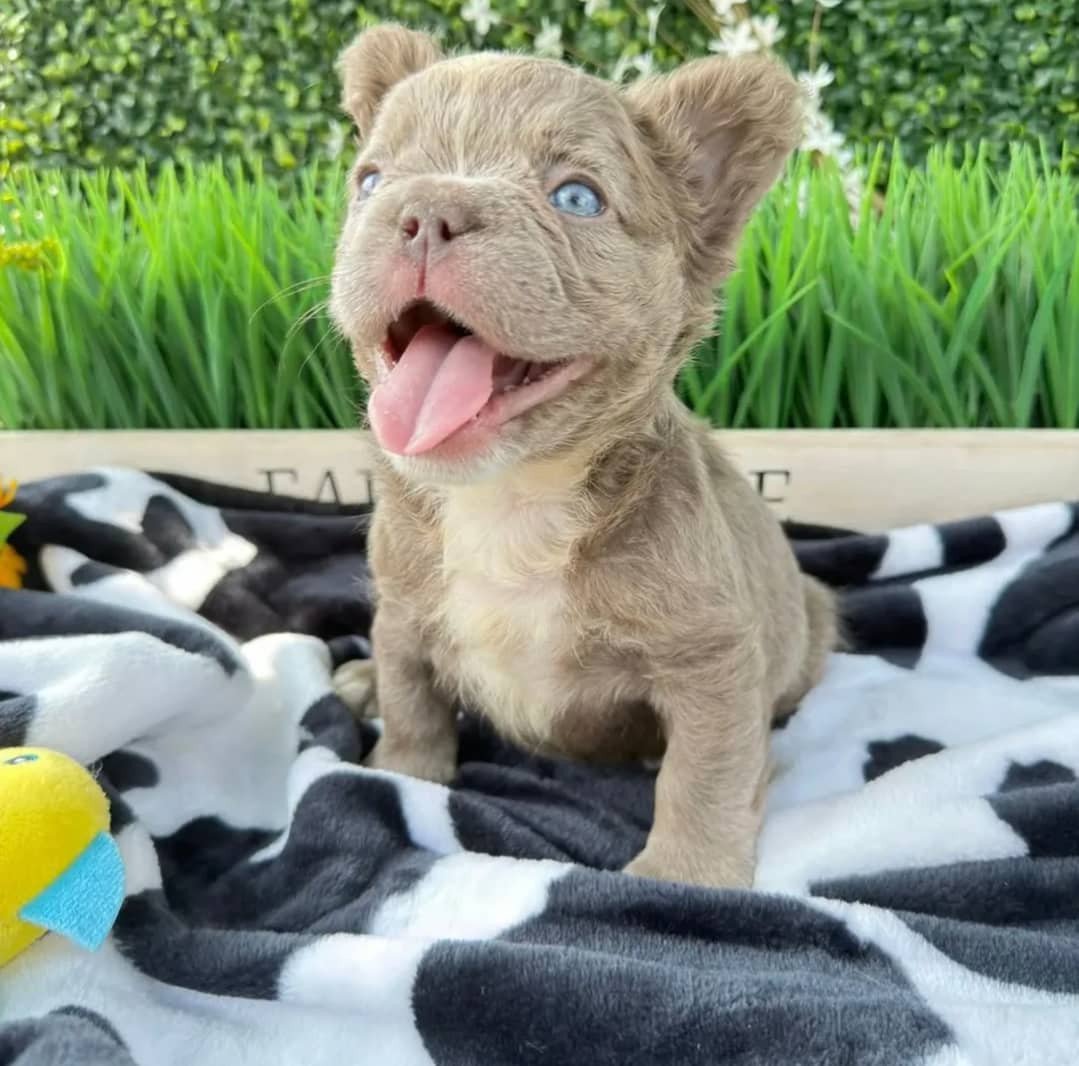 Adorable Poetic French Bulldog puppies for sale with paper work