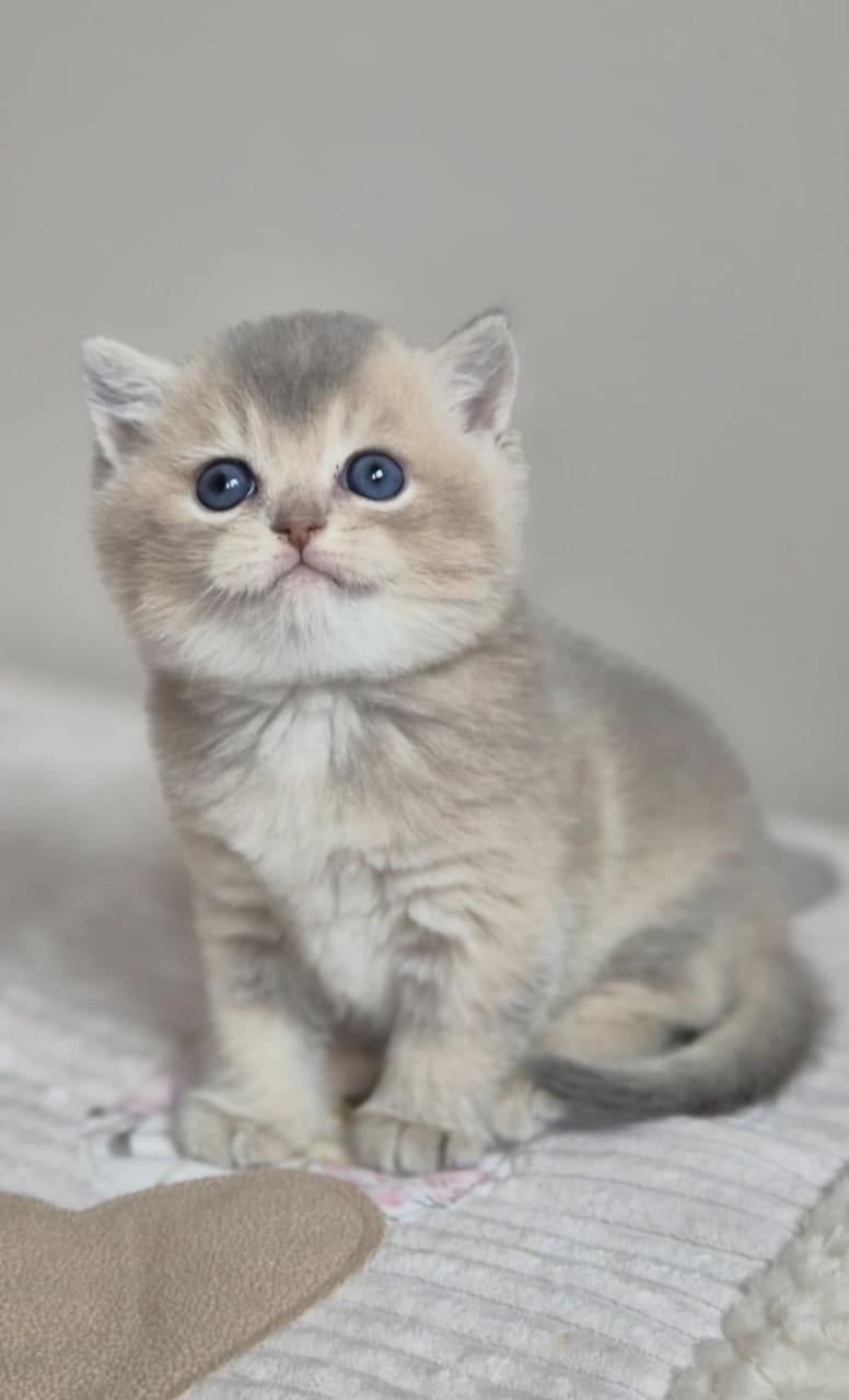 Britse korthaar kittens