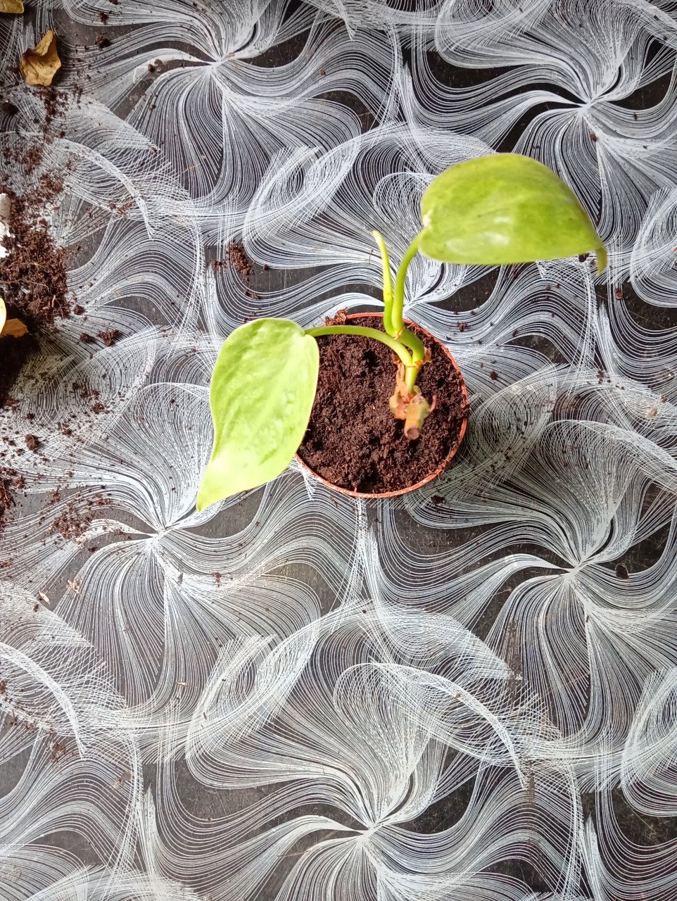 Heel veel stekjes van planten
