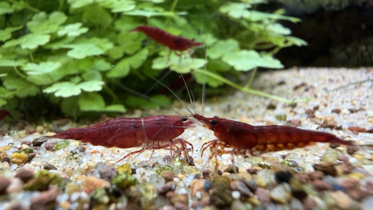 Bloody mary Neocaridina Davidi