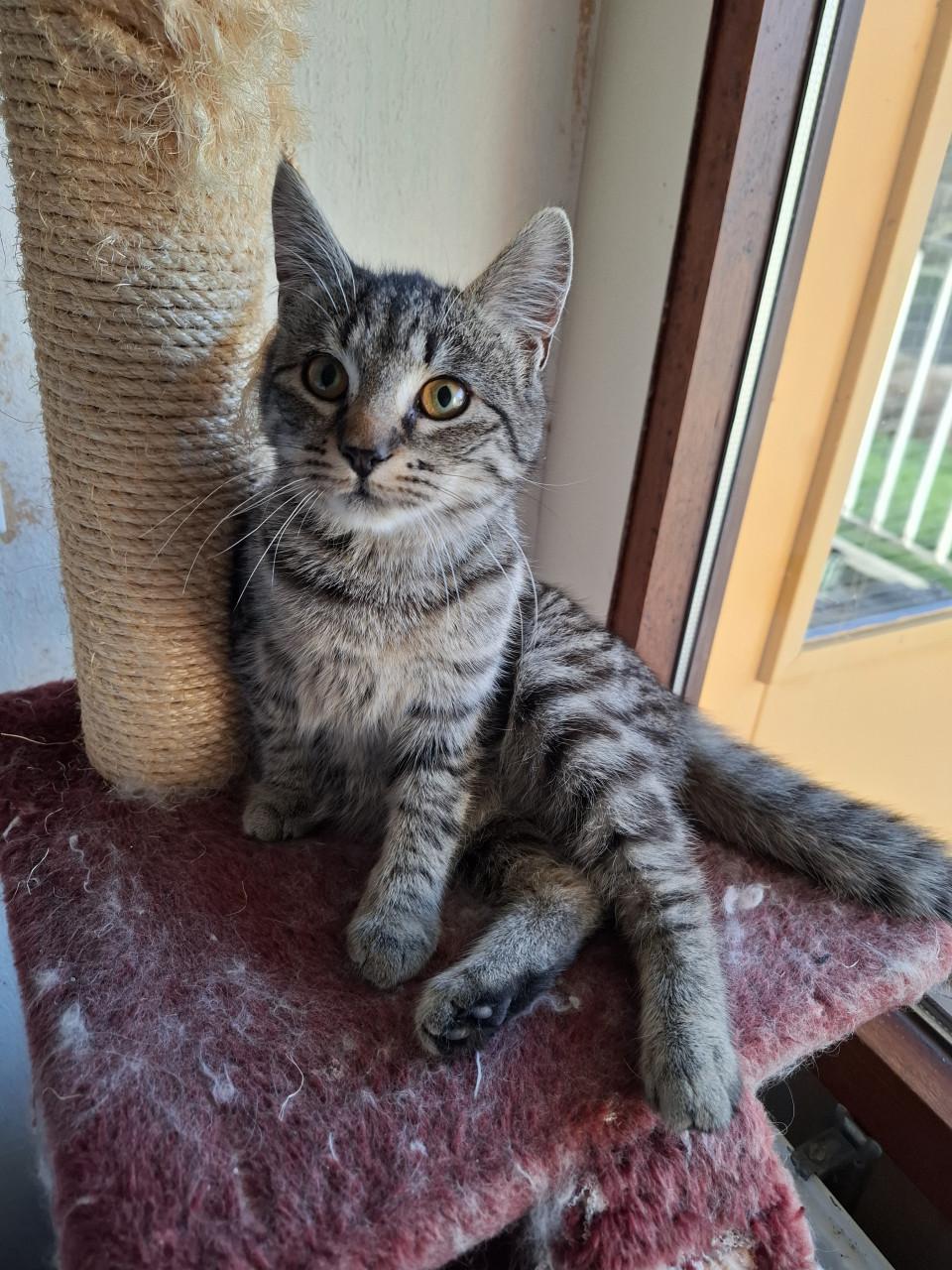 2 Kittens 6 maanden. Poes en katertje