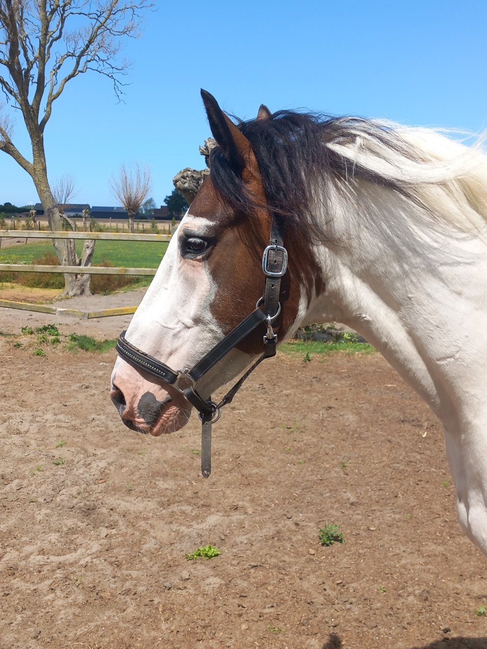 Meerdere fijne recreatiepaarden te koop