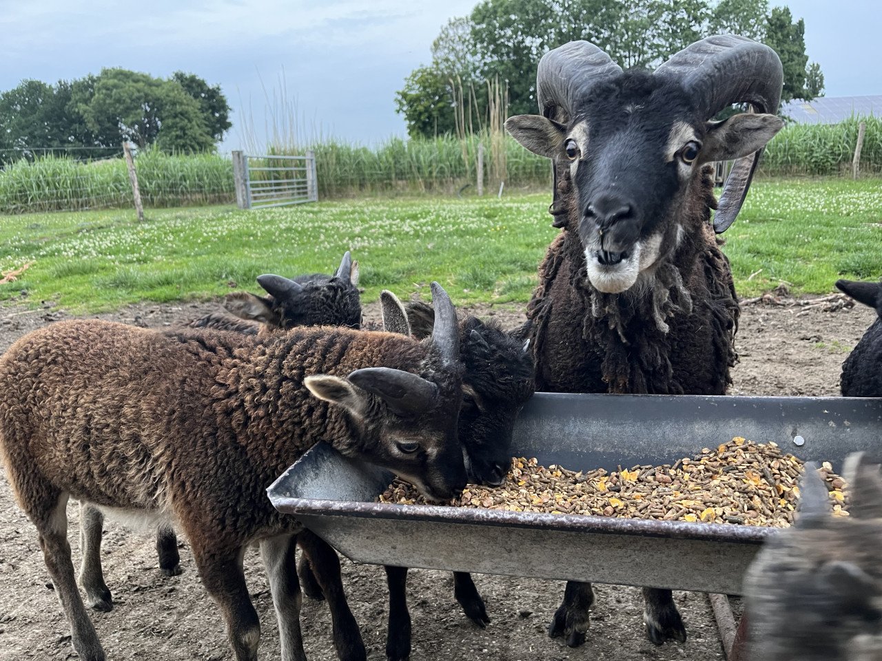 Soay Schapen - ooi / ram lammetjes
