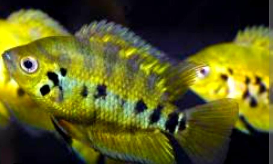 Mooie rustige Aquariumvissen