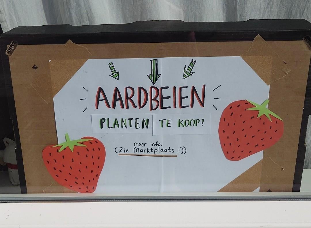 Div. aardbeienplanten te koop! (Ook bio!)