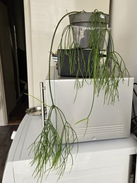 Rhipsalis hatiora capilliformis