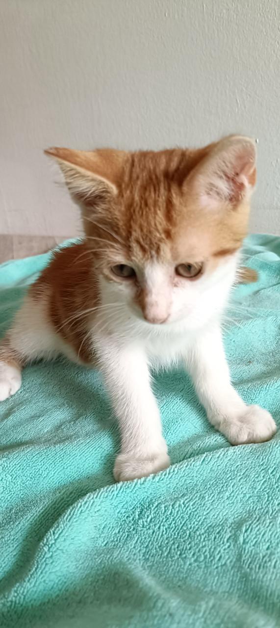 Mooie en lieve kittens