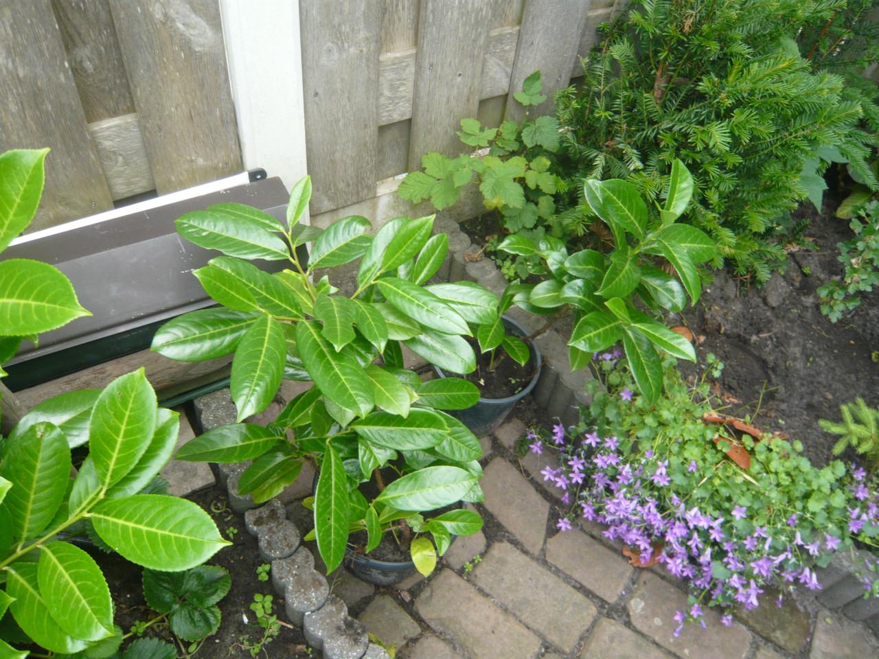 Laurier planten