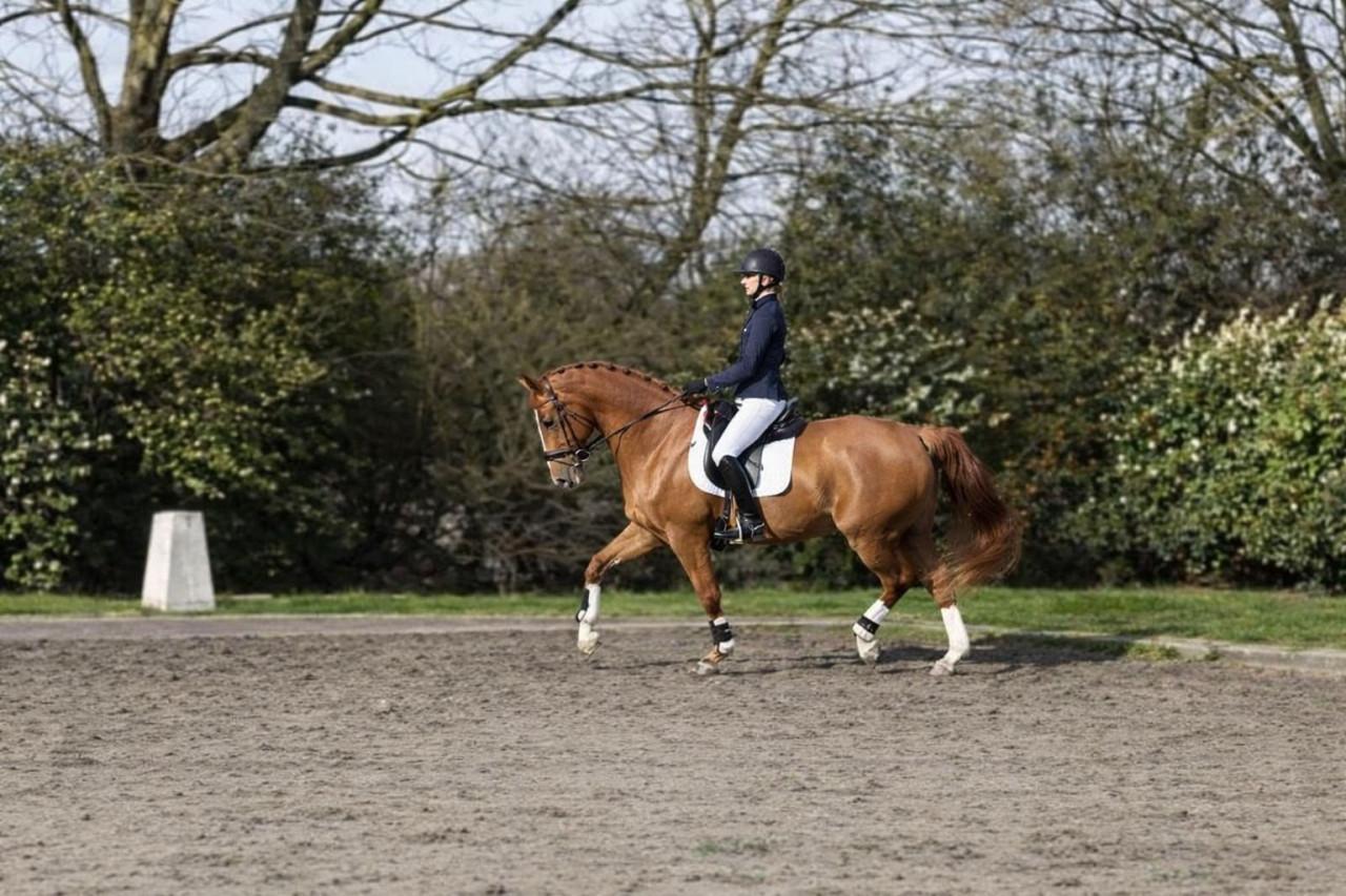 Talentvolle vos ruin (2009)