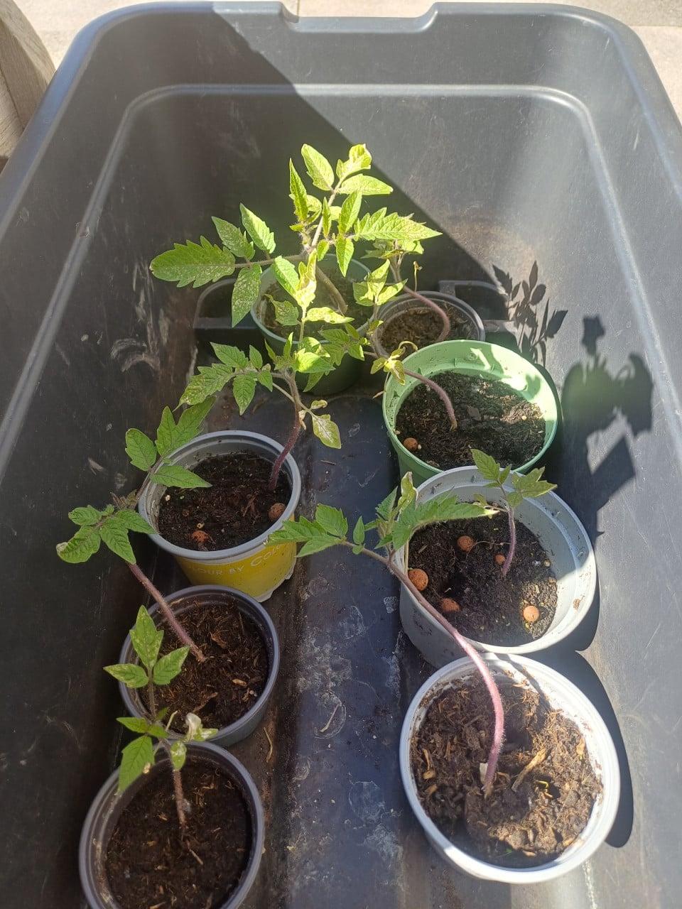 Pruim tomaten plantjes