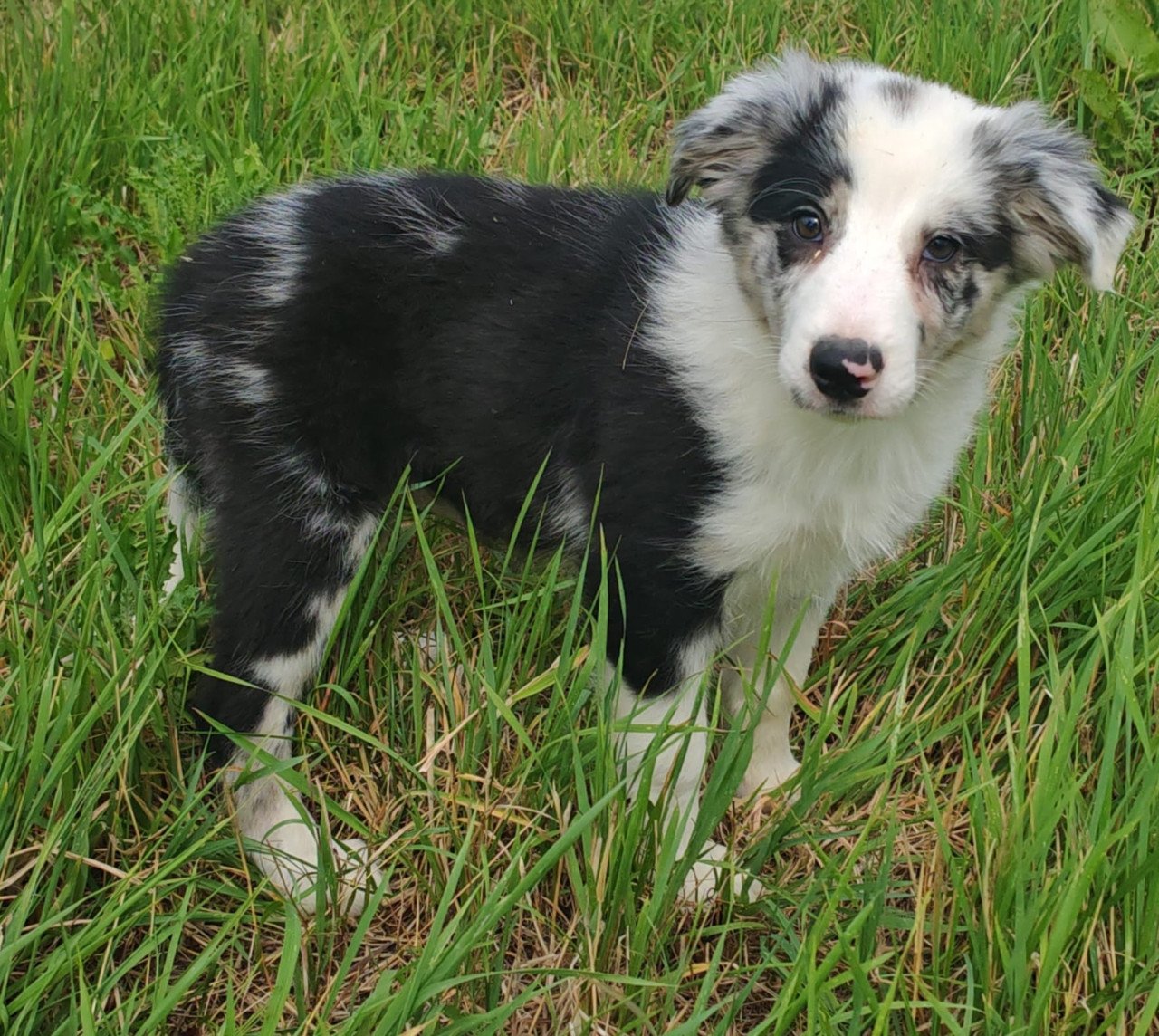 Border collie pups
