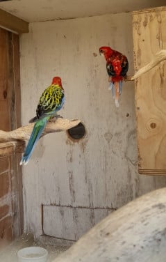 Parkieten rosellas en koppel bergparkieten