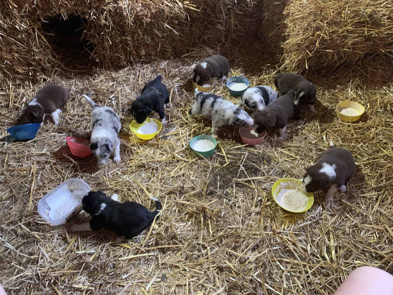 Prachtige pups te koop