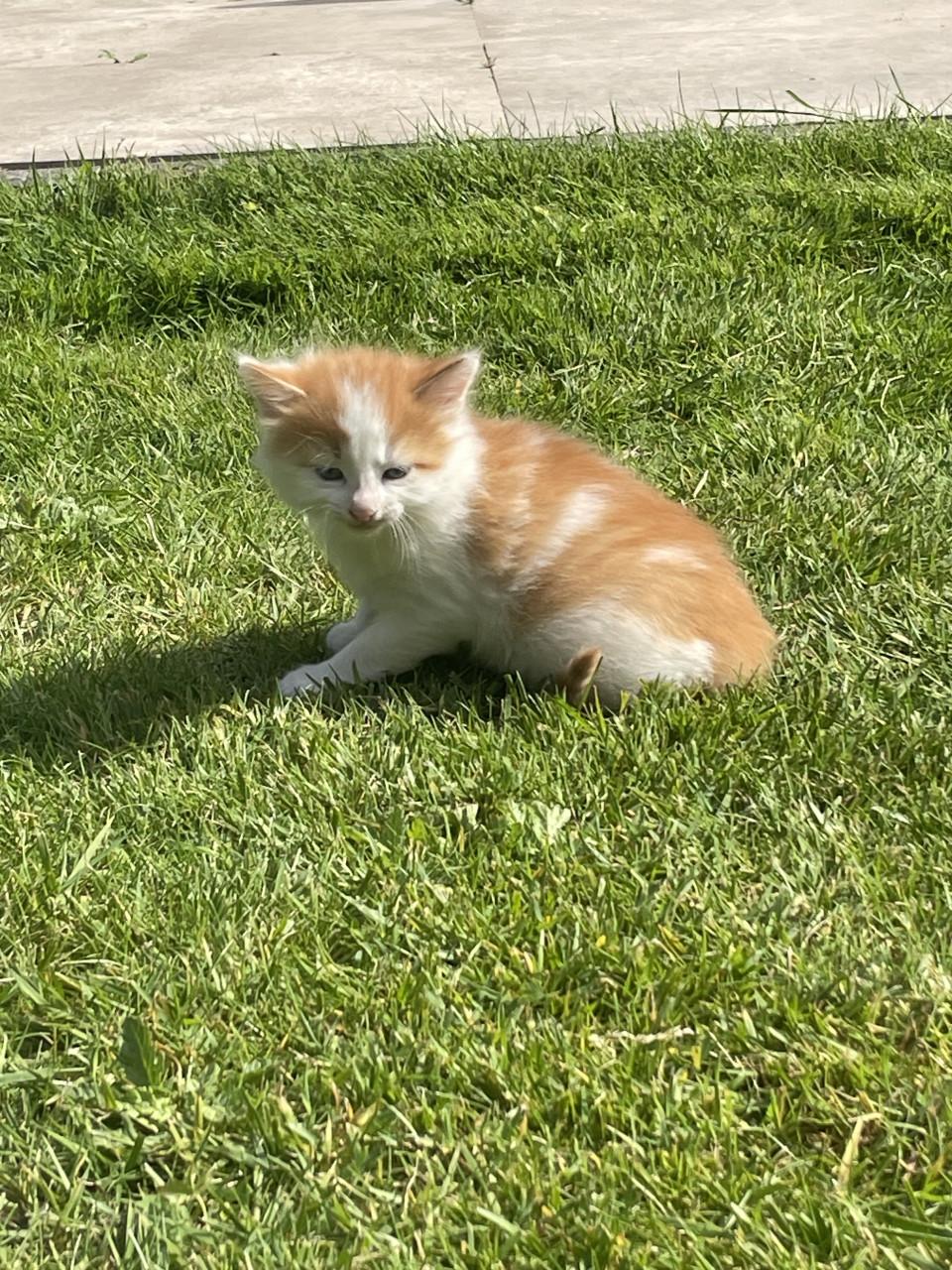 Kitten