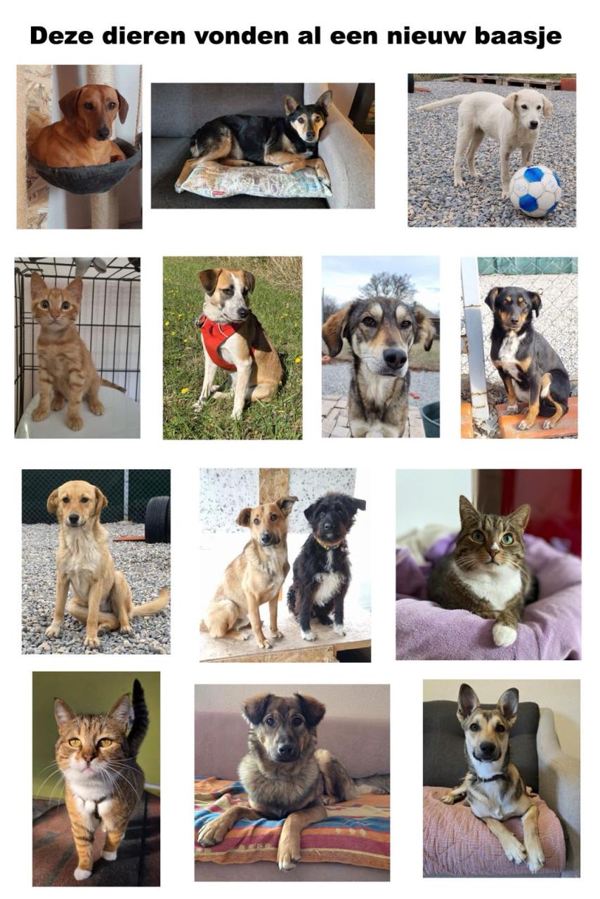 Hond zoekt baasje