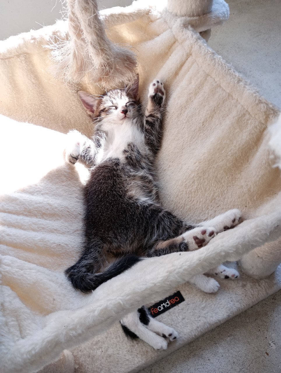 Kittens