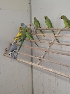 Prachtige halsbandparkieten in allerlei kleuren