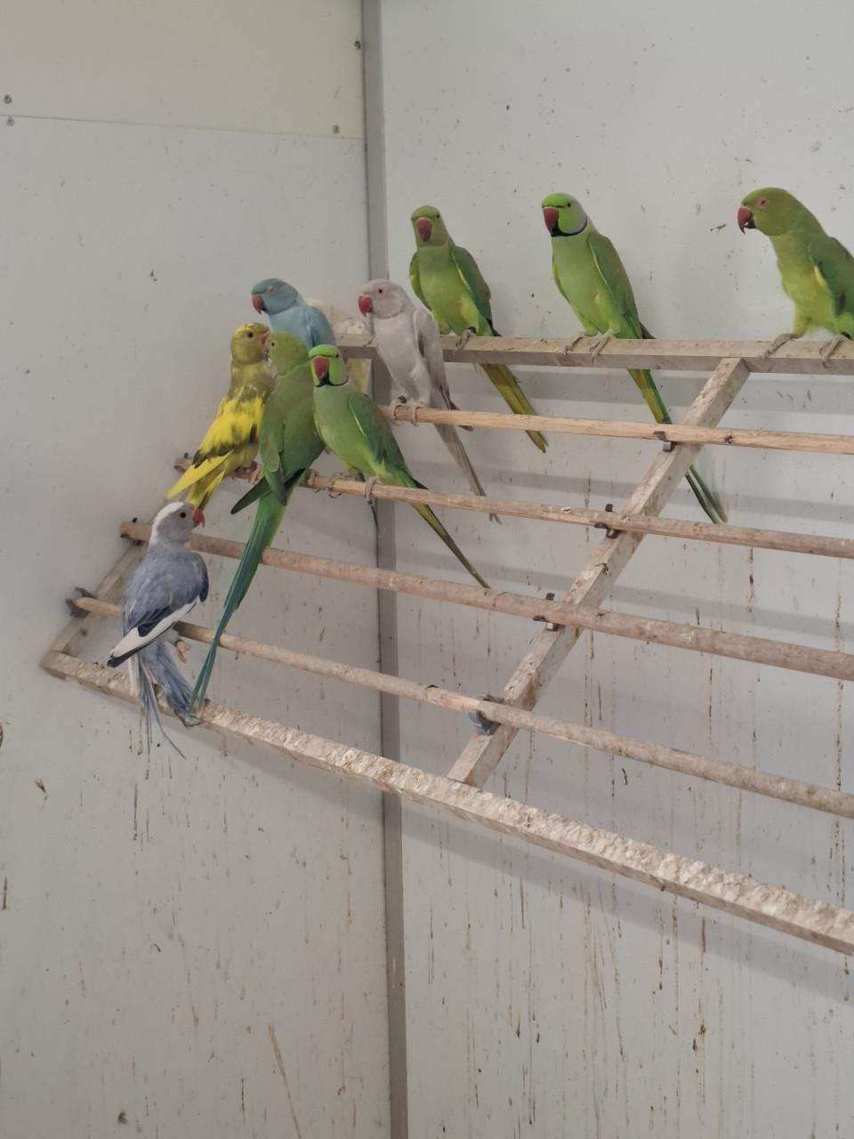 Prachtige halsbandparkieten in allerlei kleuren