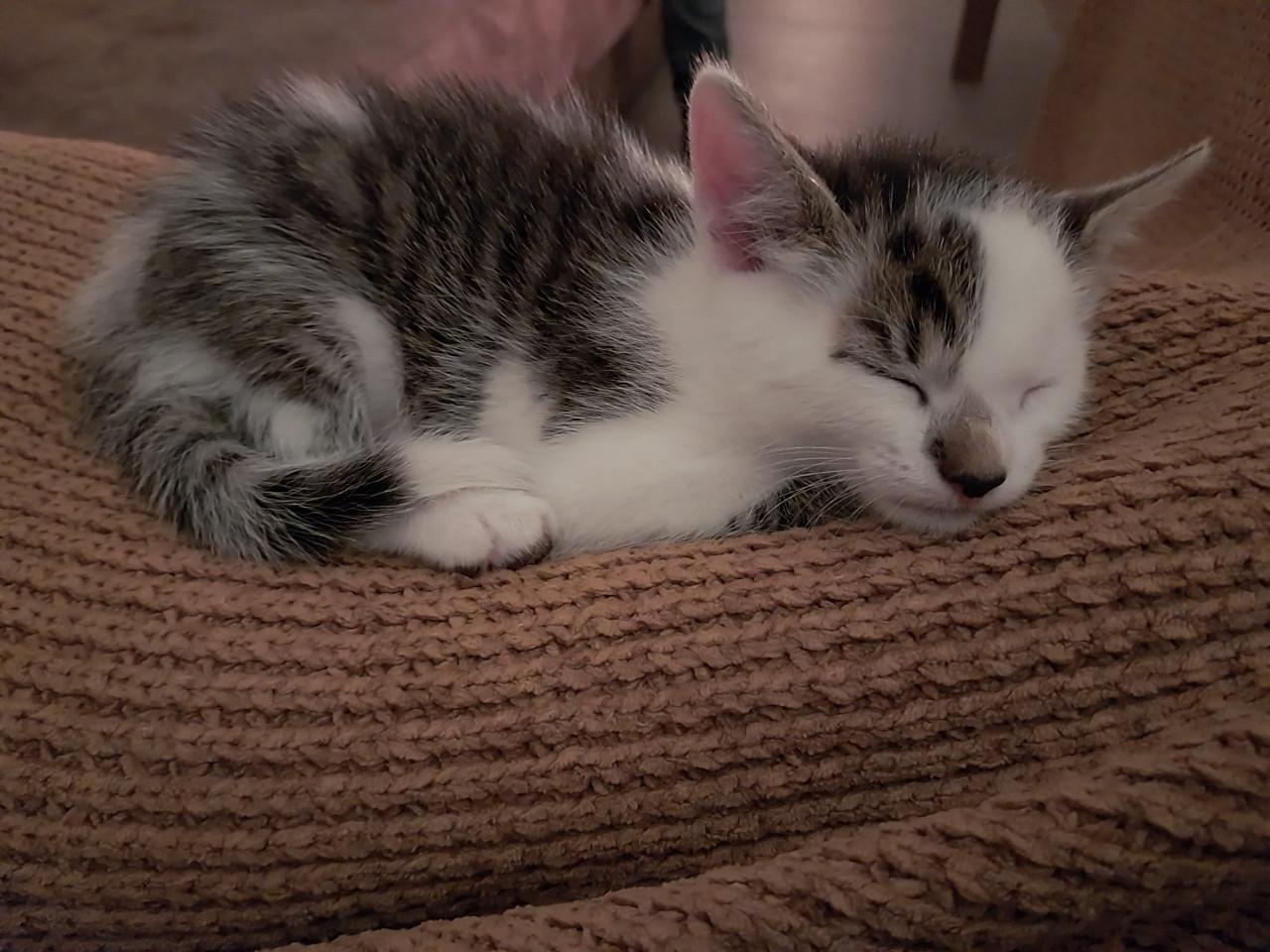 Leuke katertjes te koop!