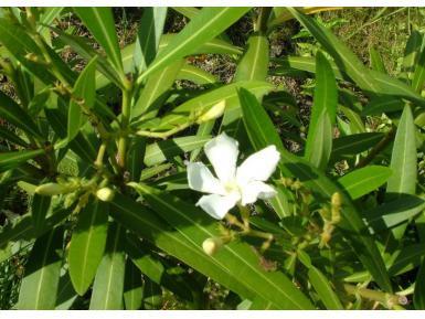 Oleander