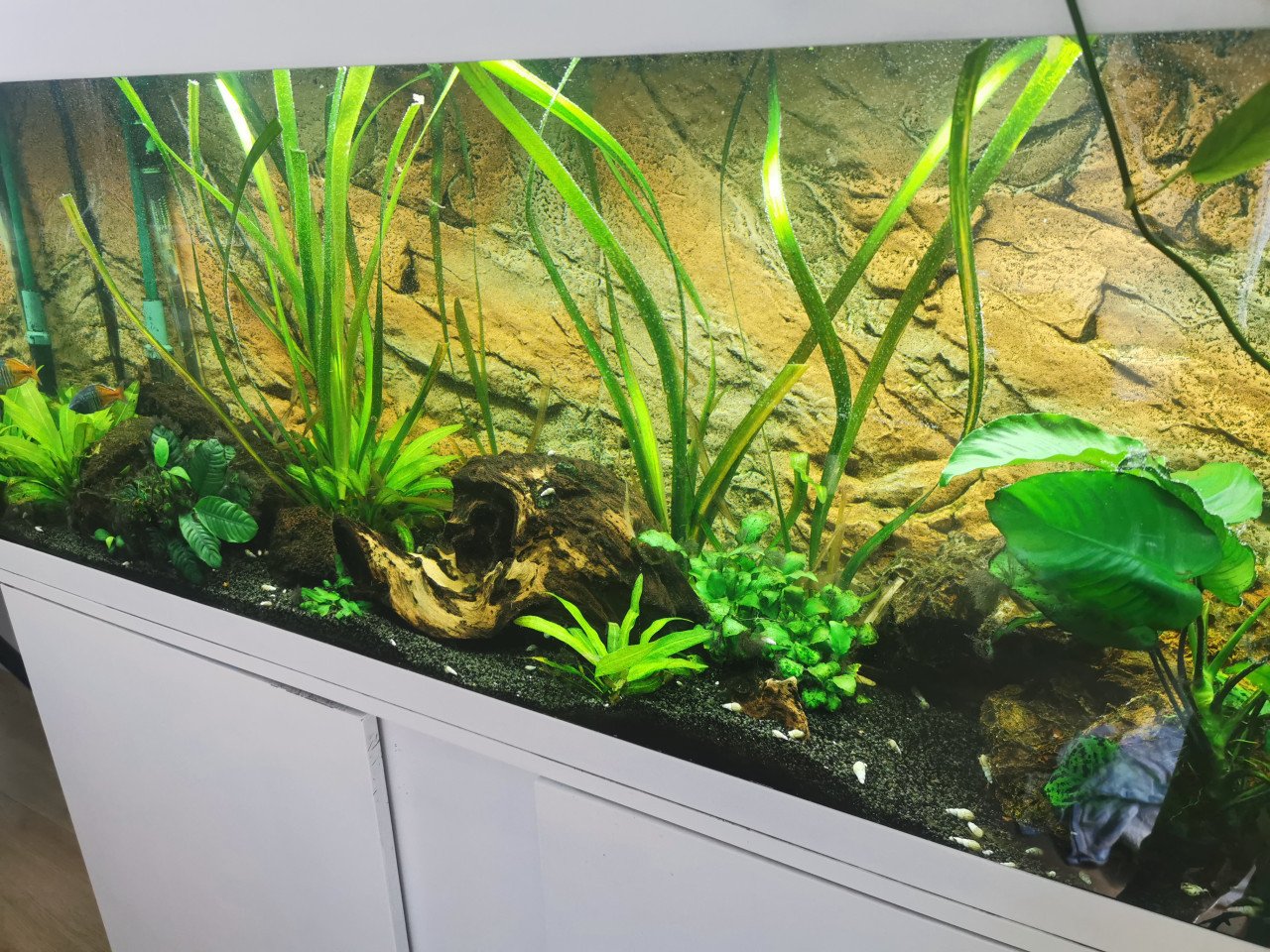 Compleet aquarium