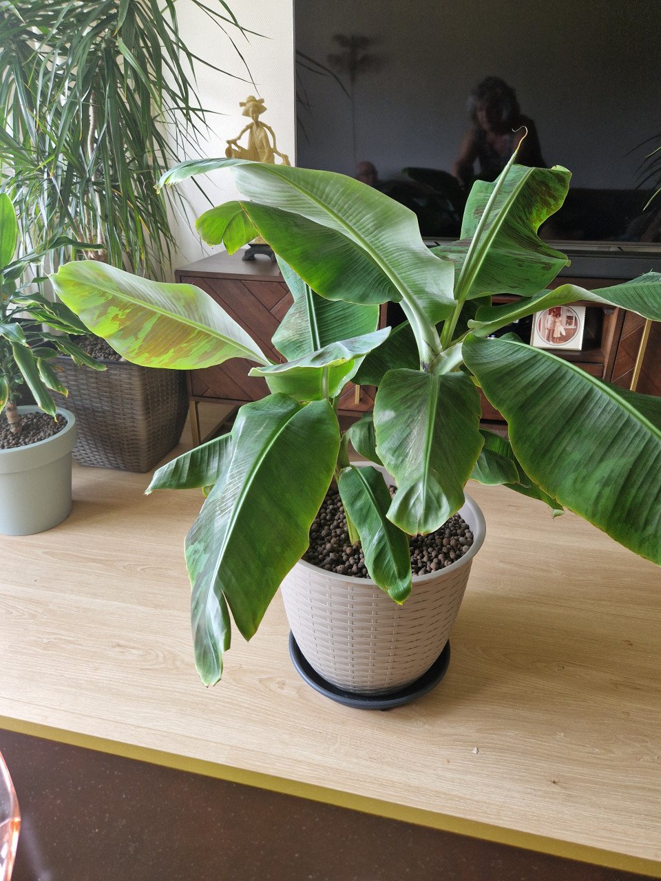 Kamerplant