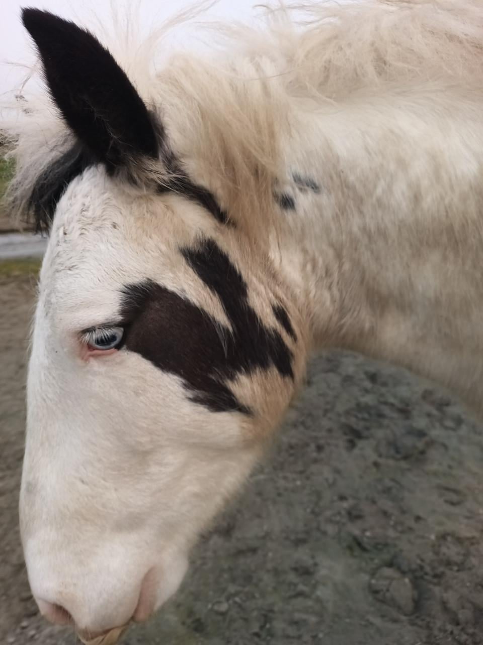Mooi shetlander ruin
