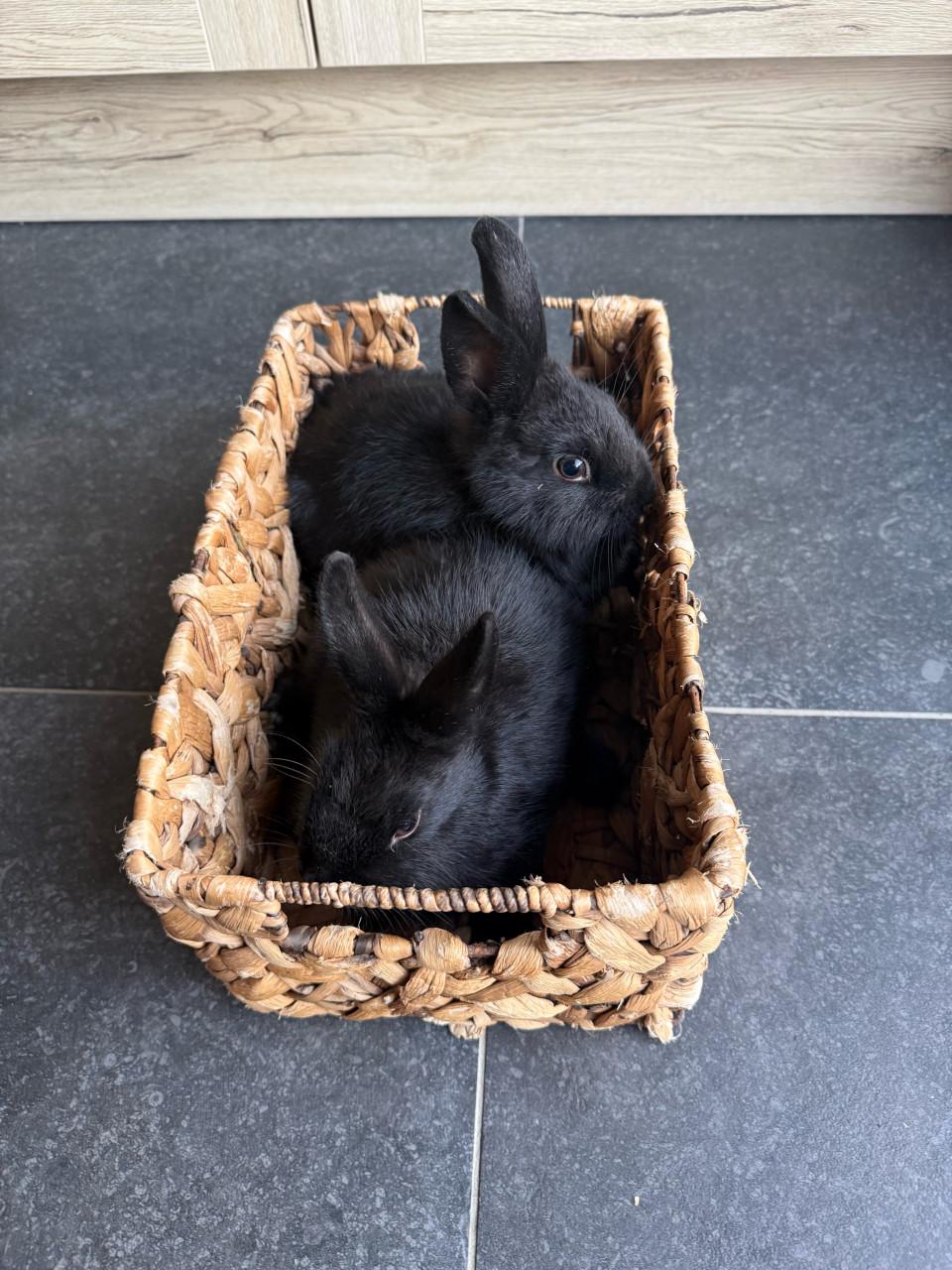 2 vrouwtjes konijnen